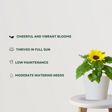 Sunflower plant for pots and fields